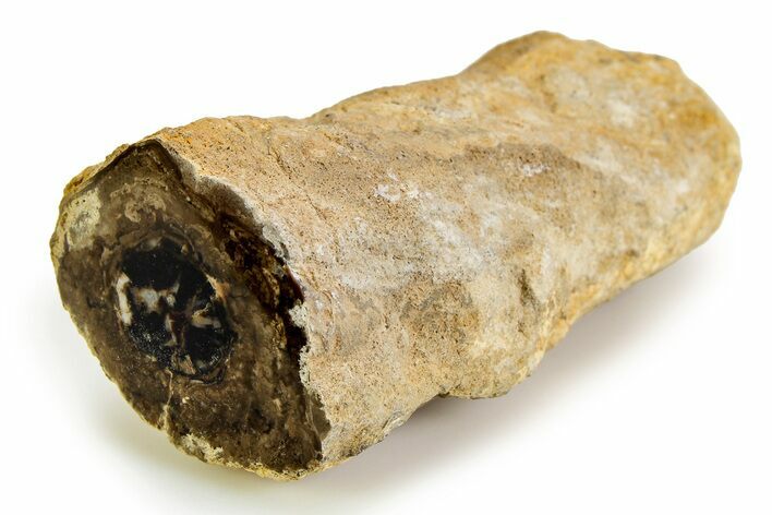 Polished Fossil Stromatolite Colony on Petrified Wood - Utah #351211